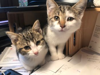 IMG_1645.jpgKätzchen.jpg klein